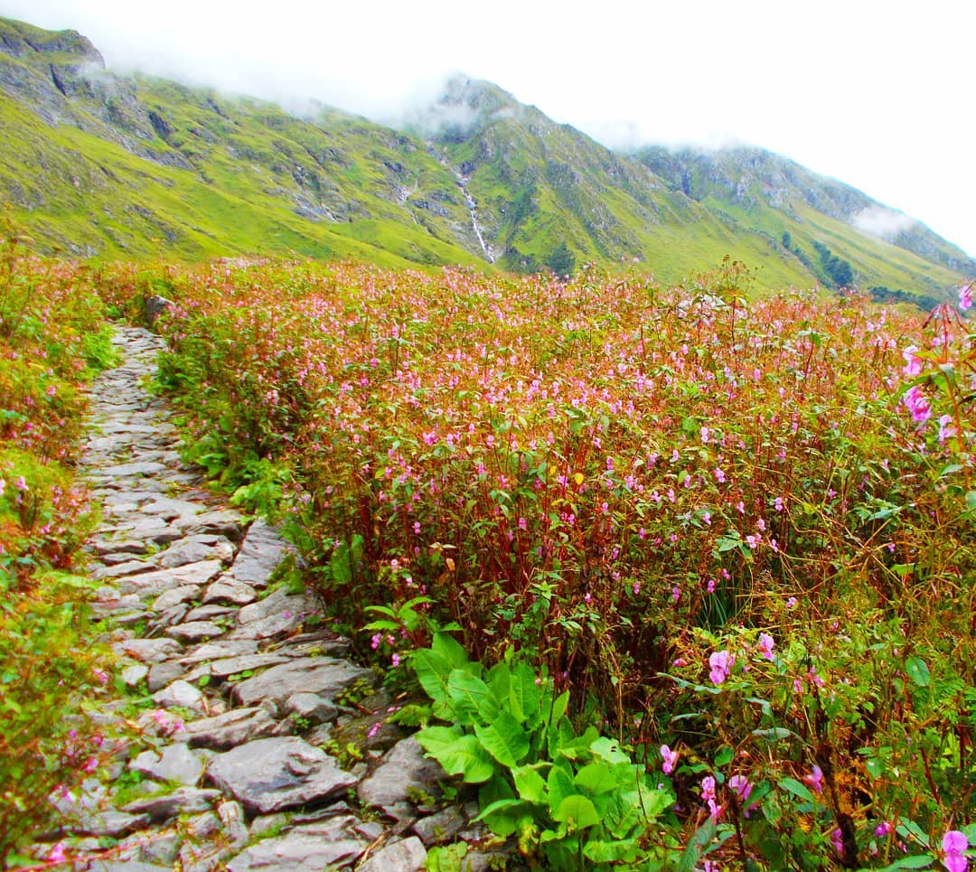 Valley of Flowers National Park, Chamoli > Places to Visit ...